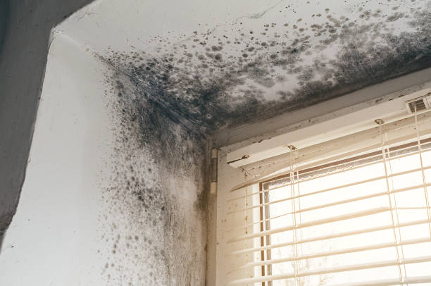 Affordable Mold Cleanup solutions in West Newton, PA